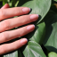 MANUCURIST GREEN FLASH LED GÉL LAK LISA LILAS 15ml